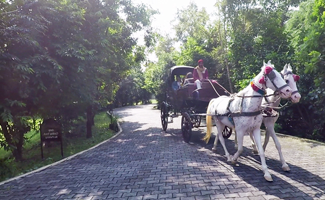 Buggy Ride